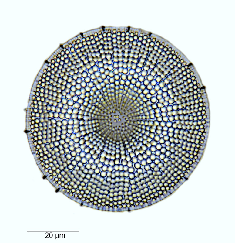 Actinocyclus ingens #66091