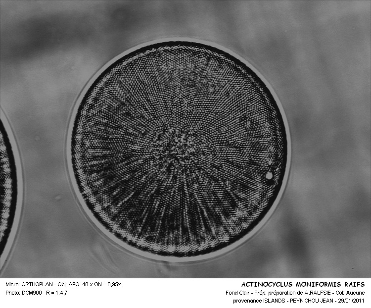 Actinocyclus moniformis Ralfs #30582