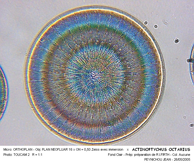 Actinocyclus octonarius #30604