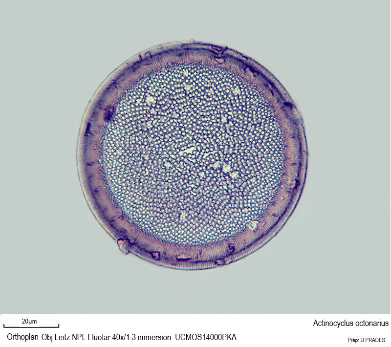 Actinocyclus octonarius #48519