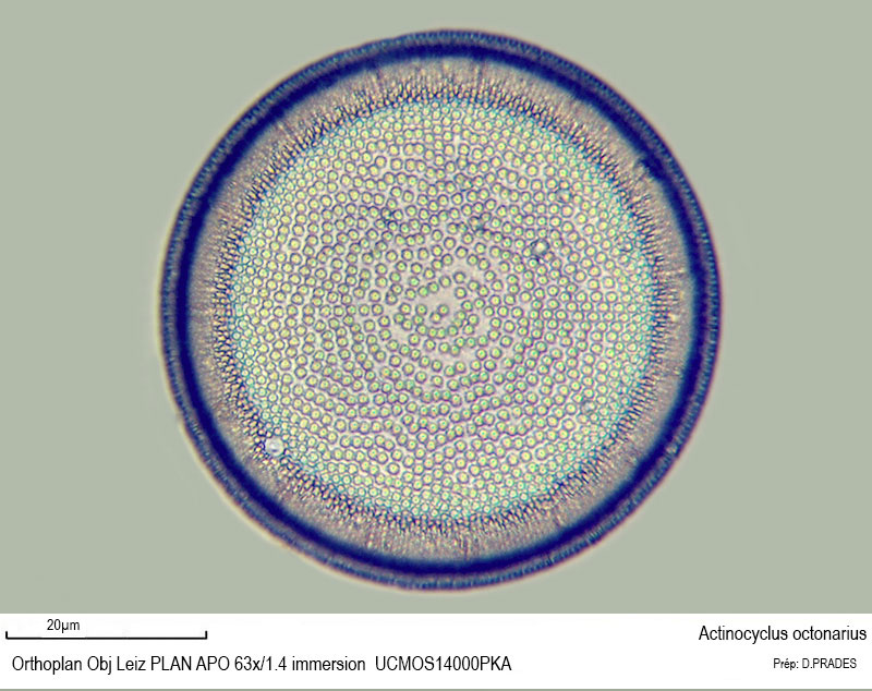 Actinocyclus octonarius #48520