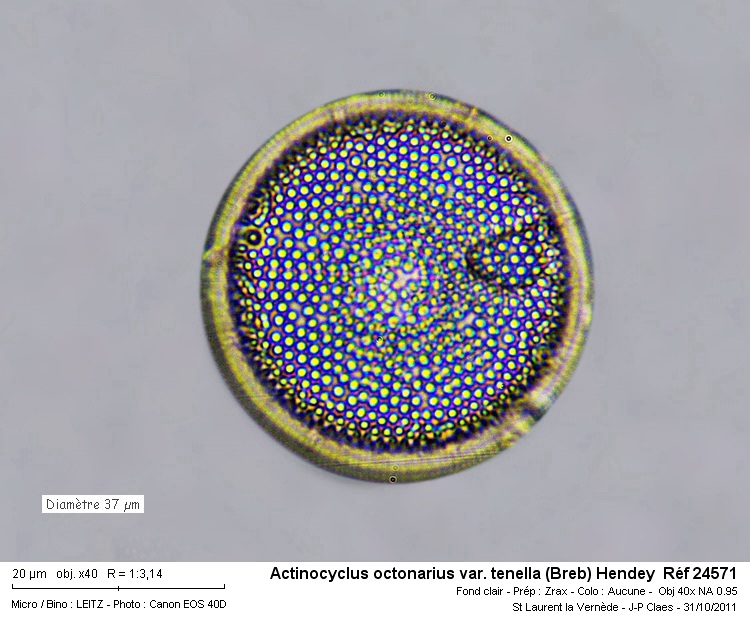 Actinocyclus octonarius var. tenella #24969