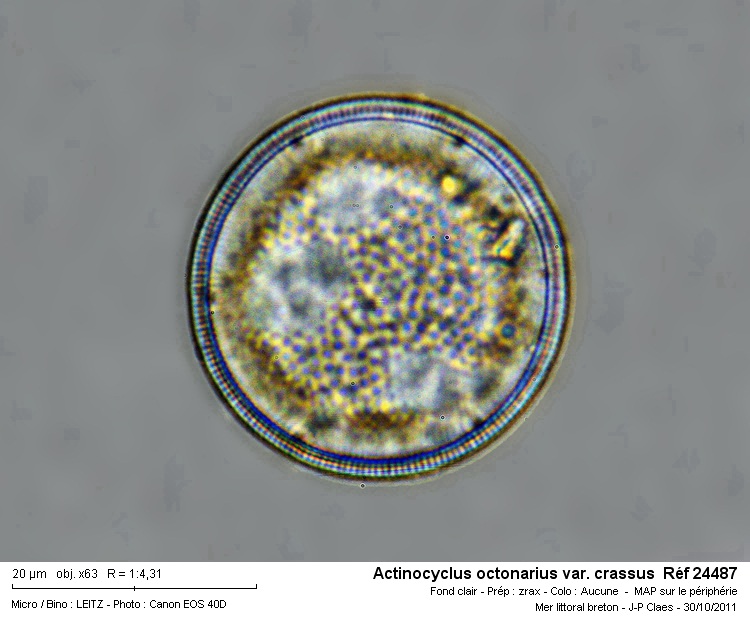 Actinocyclus octonarius var. crassus #24963