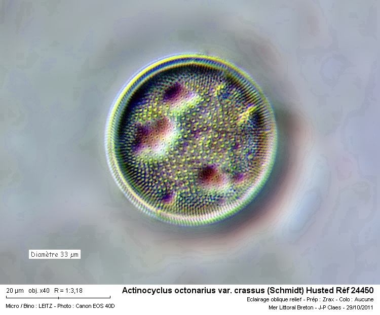 Actinocyclus octonarius var. crassus #24966