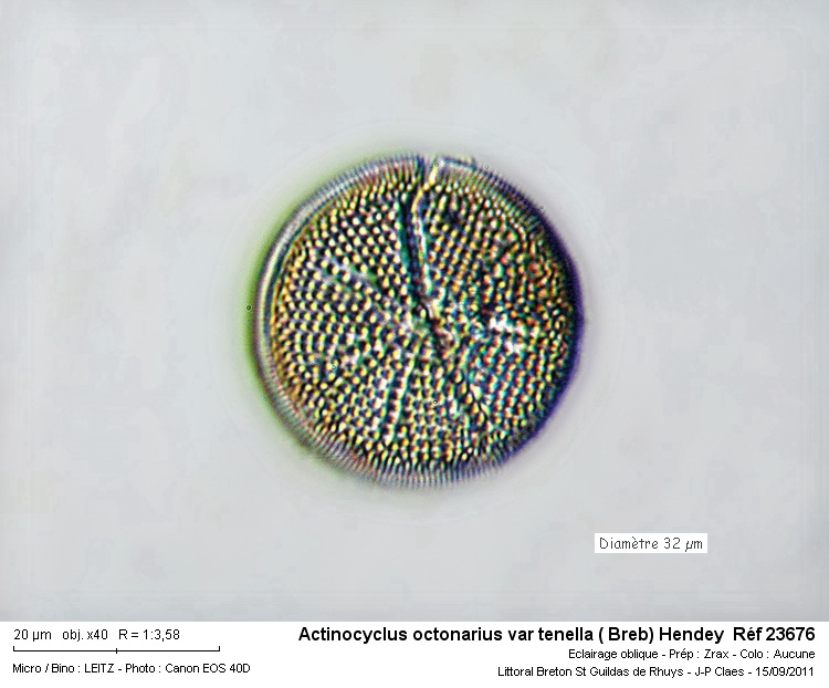 Actinocyclus octonarius var tenella #24281