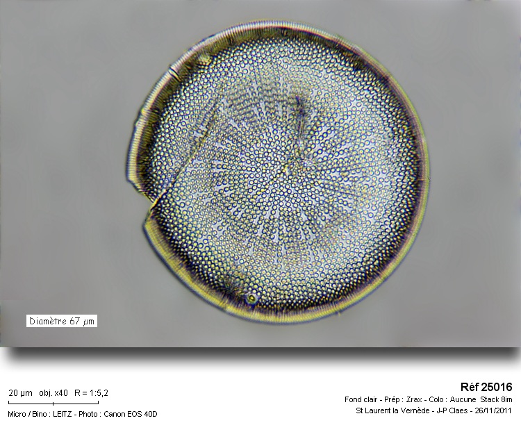 Actinocyclus octonarius var octonarius Ehr #25269