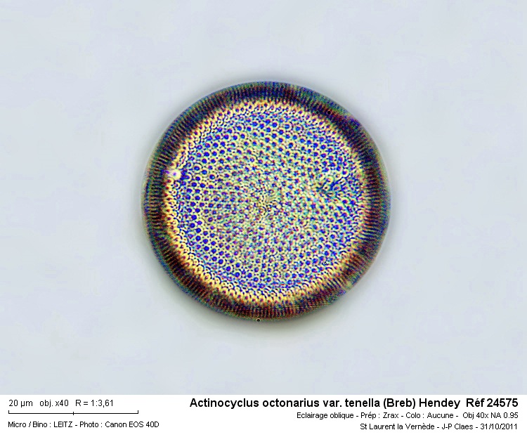 Actinocyclus octonarius var. tenella #24970