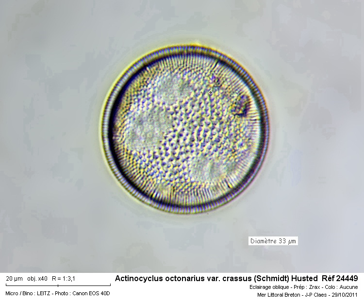Actinocyclus octonarius var. crassus #24965