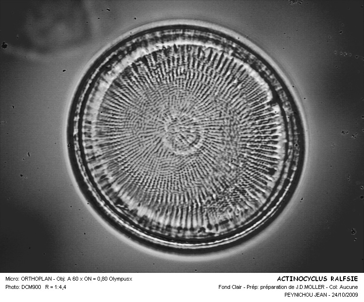 ACTINOCYCLUS RALFSIE #31288