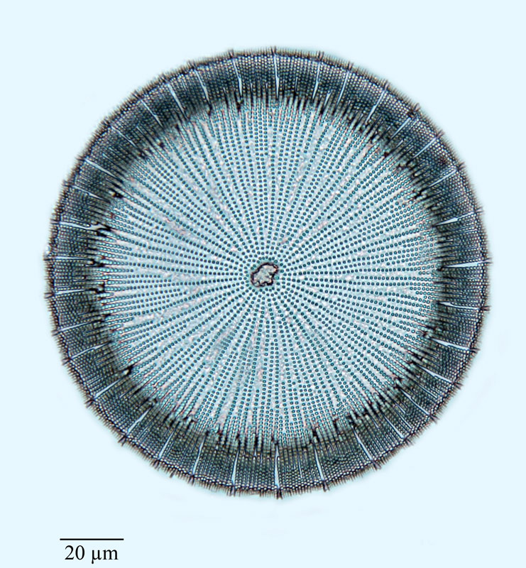 Actinocyclus ralfsii var. sparsus #61540