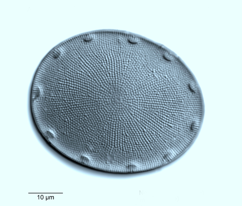 Actinocyclus roperi #55010