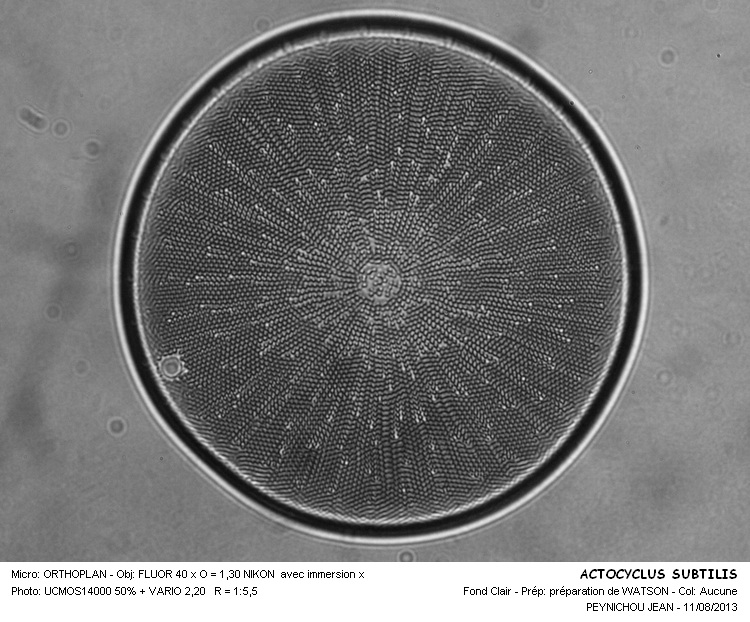 ACTINOCYCLUS SUBTILIS #33251