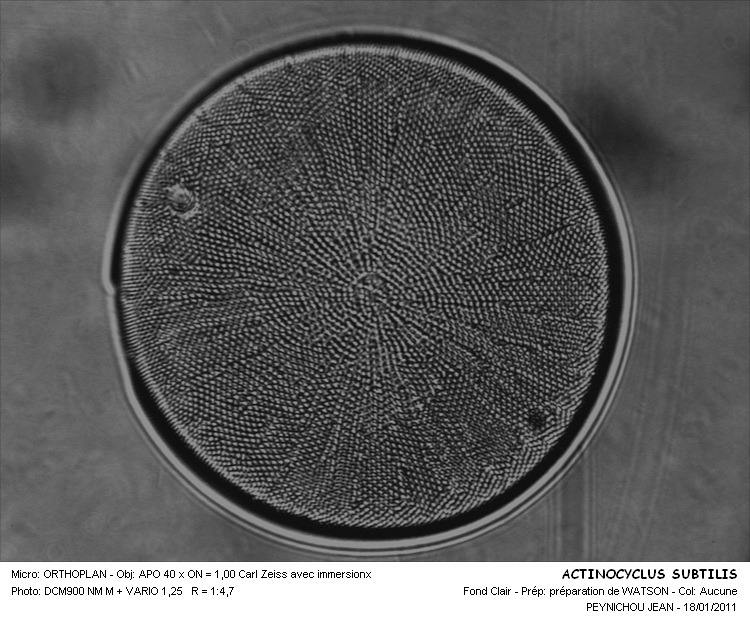 Actinocyclus subtilis (Greg.) Ralfs #20265