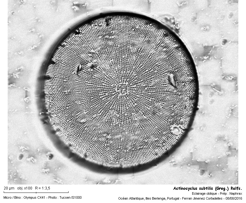 Actinocyclus subtilis (Greg.) Ralfs #47189
