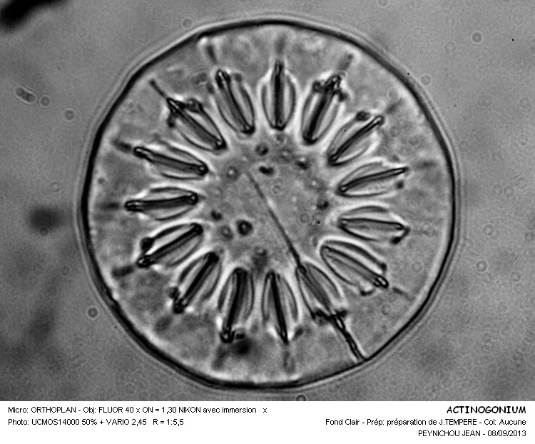 ACTINOGONIUM #33669