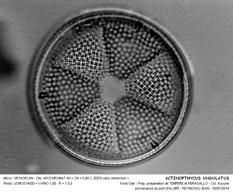 ACTINOPHTYCUS UNDULATUS #38369