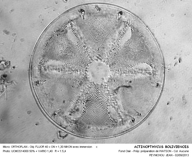 ACTINOPTHYCHUS BOLIVIENSIS #33544