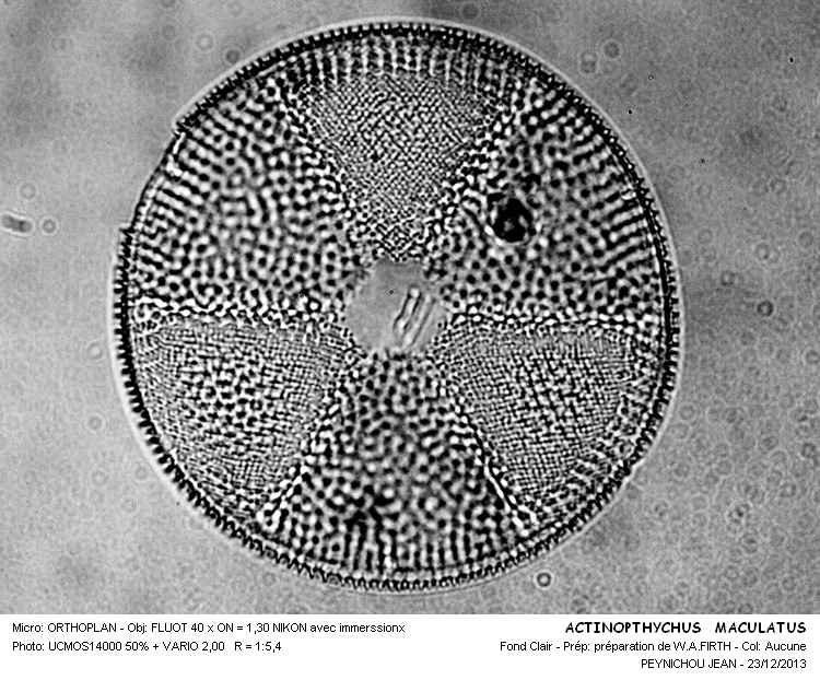 ACTINOPTHYCHUS MACULATUS #35341