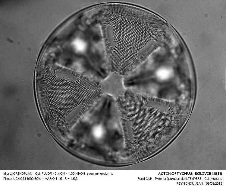 ACTINOPTYCHUS  BOLIVIENSIS #33691