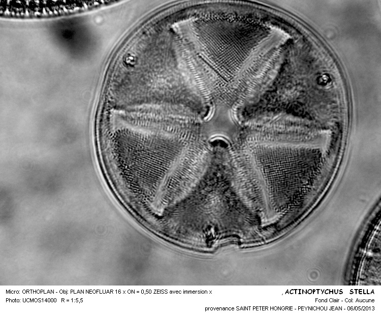 ACTINOPTYCHUS  STELLA #30952