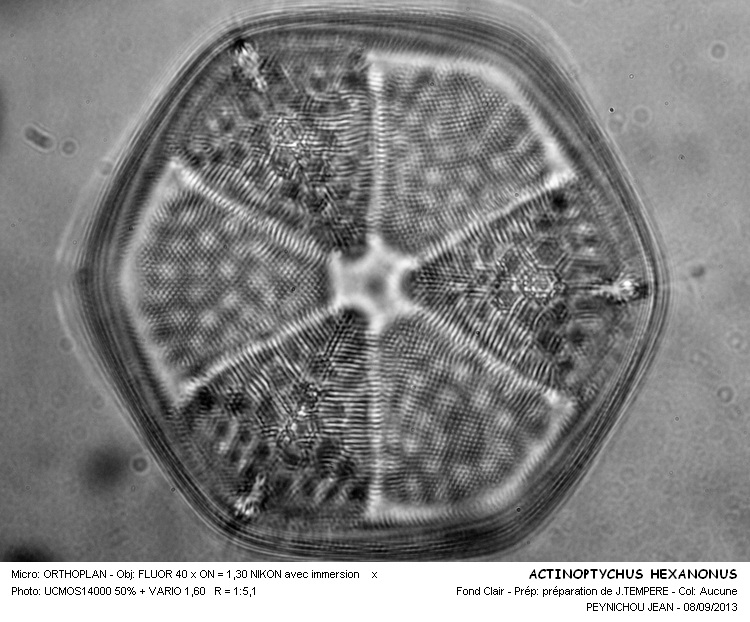 ACTINOPTYCHUS  HEXAGONUS #33668