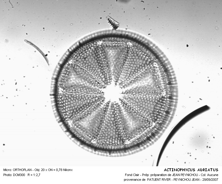 ACTINOPTYCHUS ADRIATICUS #31289