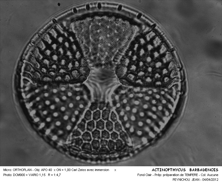 ACTINOPTYCHUS BARBADENSIS #31293