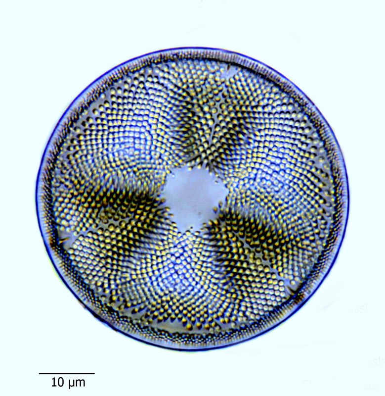Actinoptychus baxteri #66104
