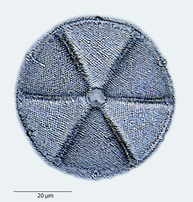 Actinoptychus biformis #40811