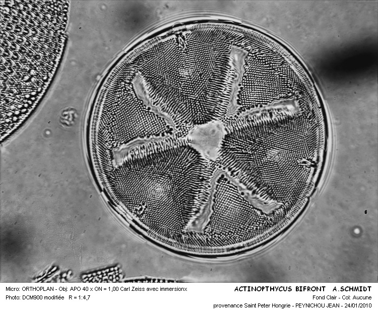 Actinoptychus bifrons A.Schmidt #14261