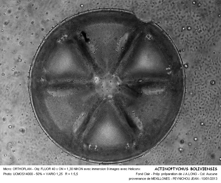 Actinoptychus boliviensis Janisch #29524