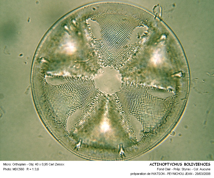 ACTINOPTYCHUS BOLIVIENSIS #31294
