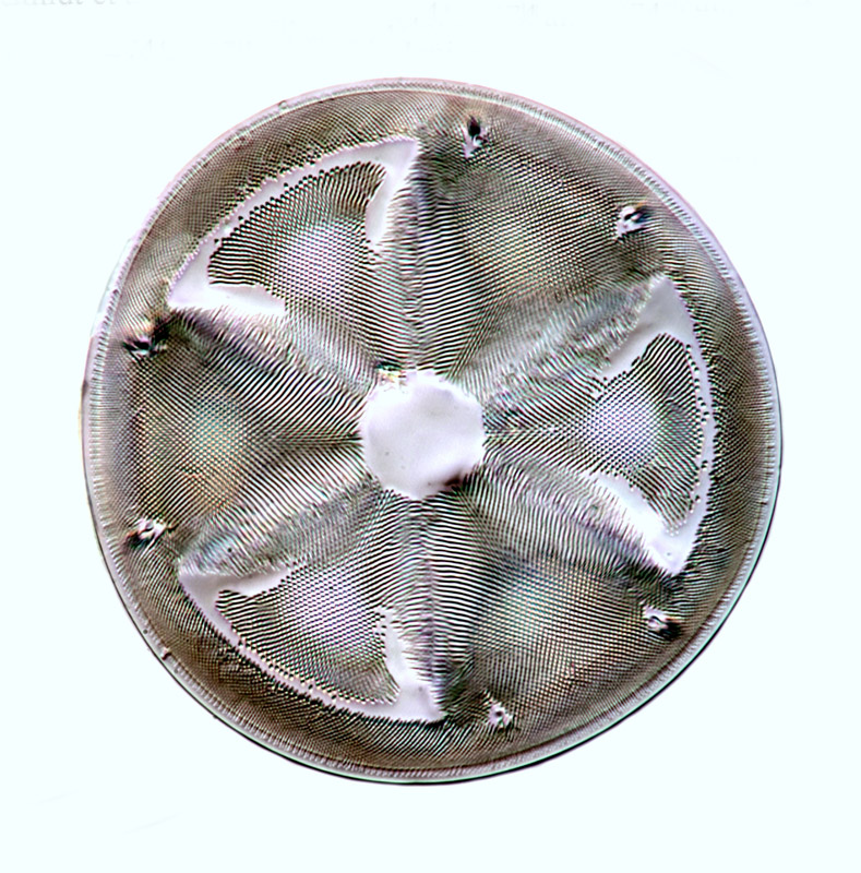 Actinoptychus boliviensis #75205