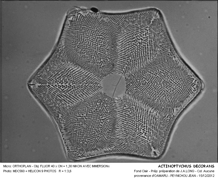 Actinoptychus decorans A.Schmidt #29257
