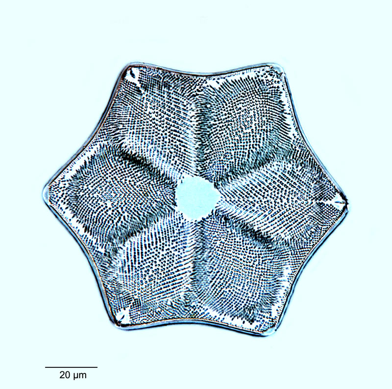 Actinoptychus decorans #52006