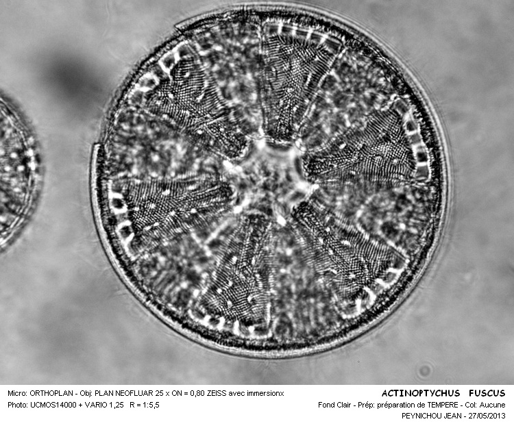 ACTINOPTYCHUS FUSCUS #31404