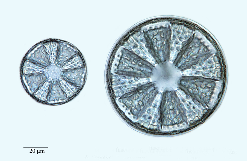 Actinoptychus fuscus #56929