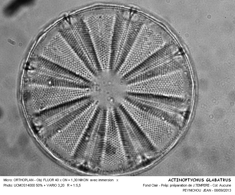 ACTINOPTYCHUS GLABRATUS #33670