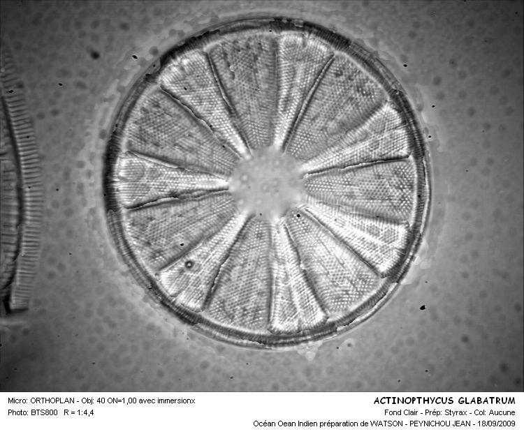 ACTINOPTYCHUS GLABRATUS #32277