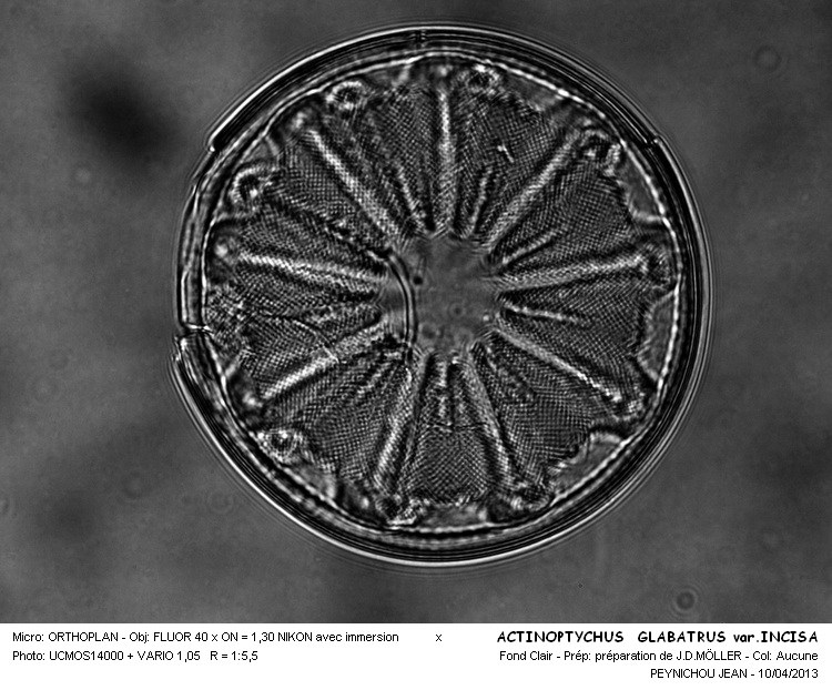 Actinoptychus glabratus var.incisa #30547
