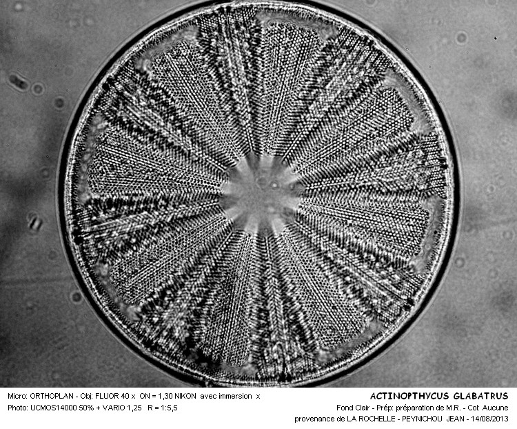 ACTINOPTYCHUS GLABRATUS #33318