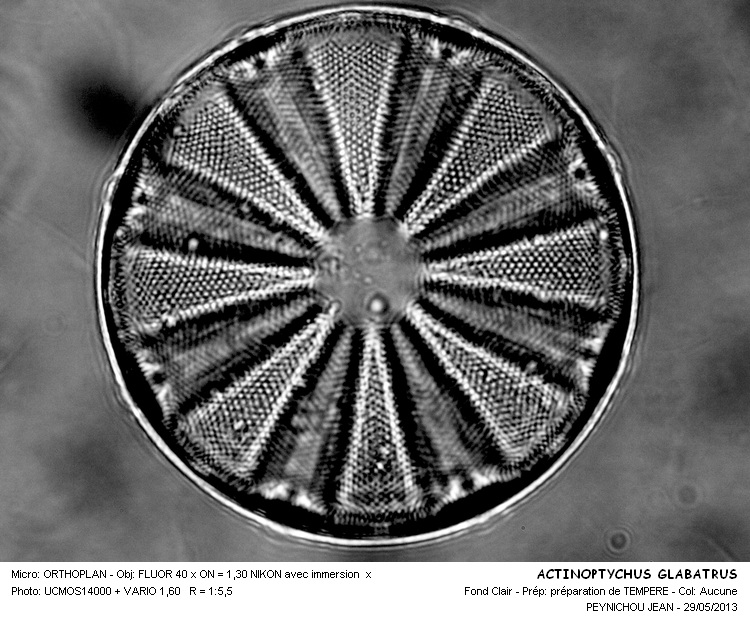 ACTINOPTYCHUS GLABRATUS #31463
