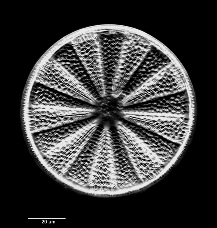 Actinoptychus glabratus var. andesitica #69478