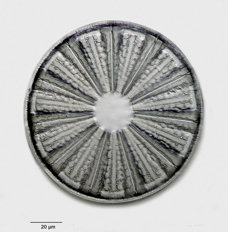 Actinoptychus glabratus var. incisa Grunow #33531