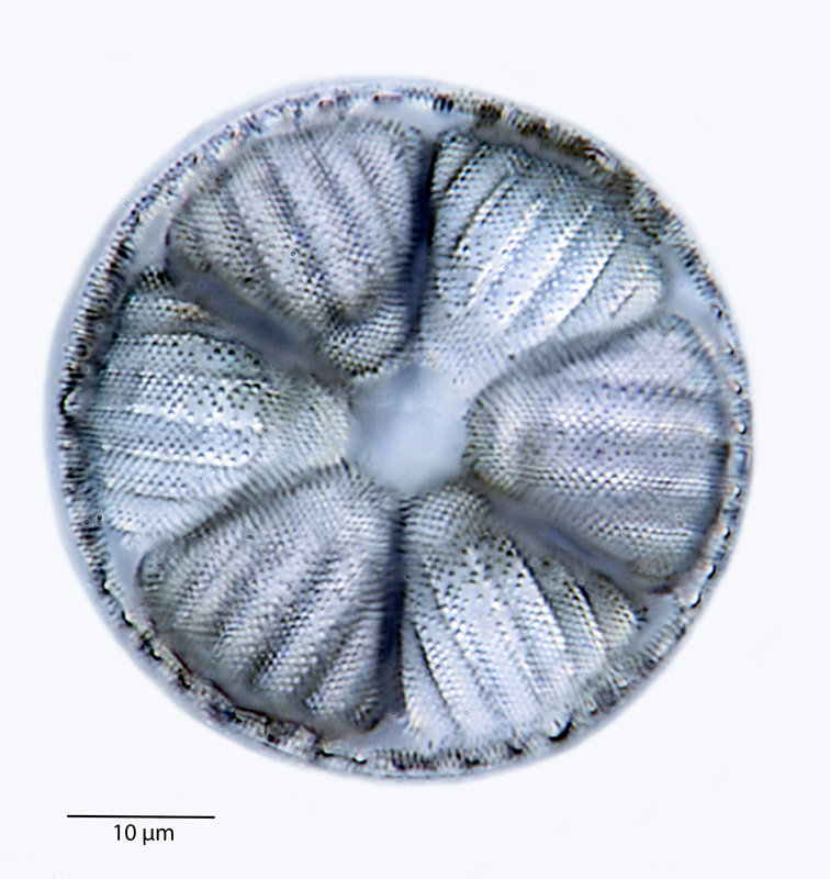 Actinoptychus grovei Thomas #39999