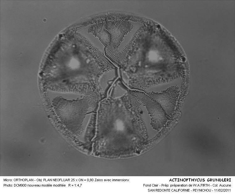 Actinoptychus Grundleri #30588