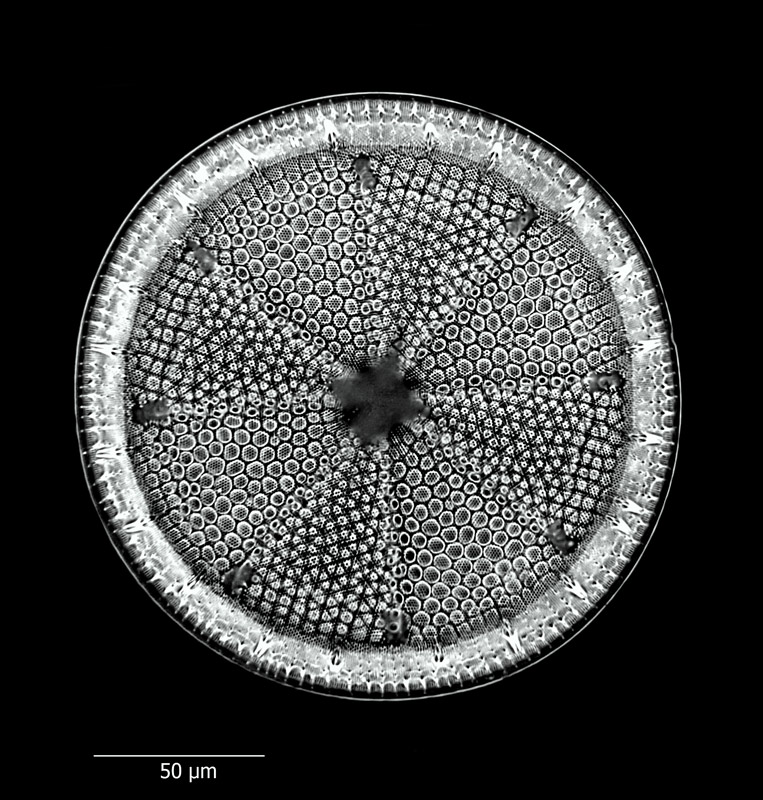 Actinoptychus heliopelta #65959