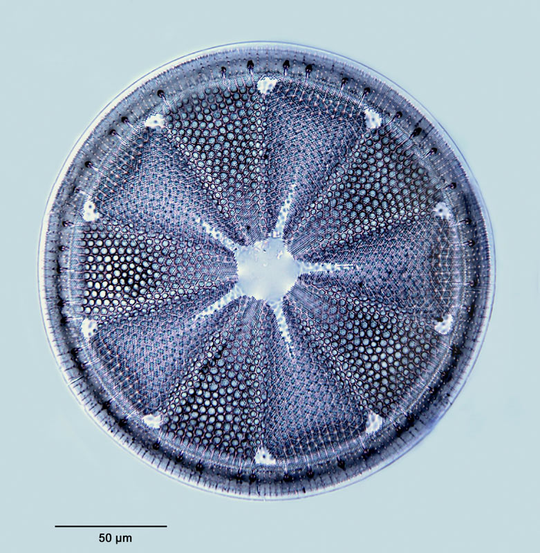 Actinoptychus heliopelta Grunow in Van Heurck 1883 #28758