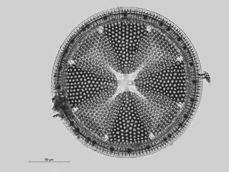 Actinoptychus heliopelta #40990