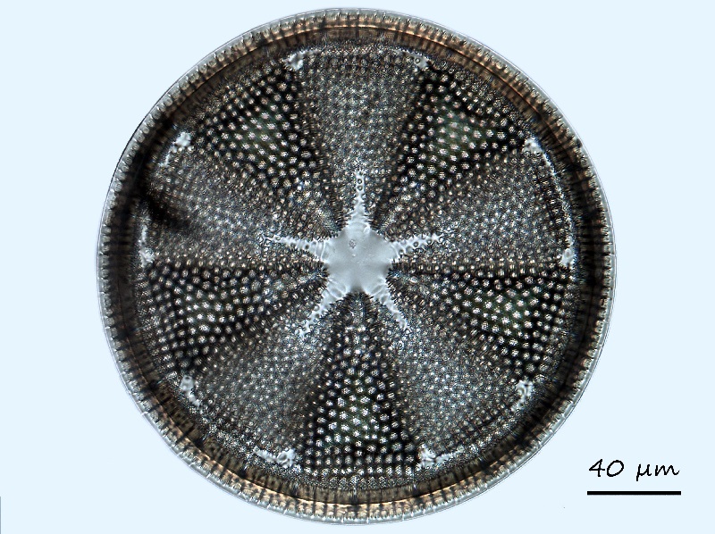 Actinoptychus heliopelta #69337